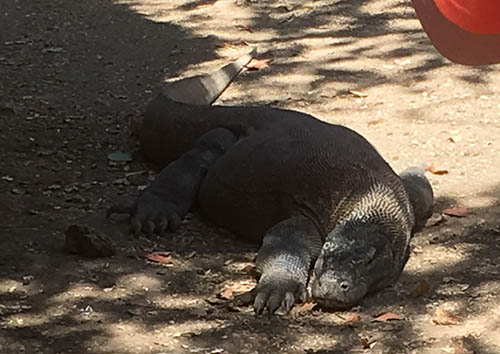 Dragon de Komodo